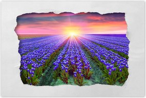 Poszterek 90x60 Tulipánok tengere Tulipánok