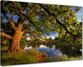 Vászonkép 70x50 Tölgy a croissant-ban