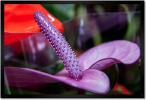 Poszterek keretben 60x40 Lila antúrium