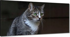 Vászonkép 180x90 Cica Cicák