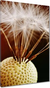 Vászonkép 80x120 Pitypang Virág Virágok