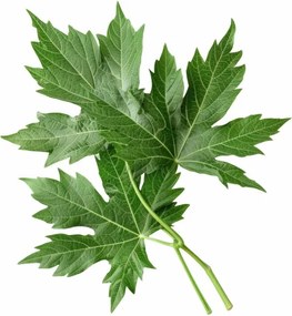 EMI Mugwort aromapárna 50x70 cm