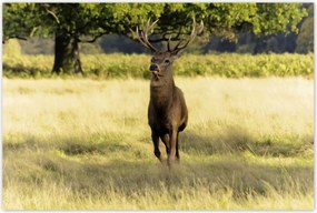 Poszterek 120x80 Szarvas a réten az erdőben