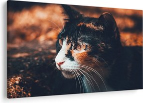 Kép - A macska látképe (90x60 cm)