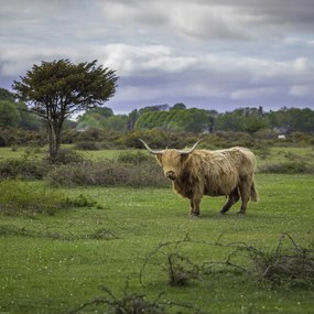 Poszter 60x60cm Tehén a faluban 3, Assaf Frank