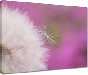 Vászonkép 40x30 Pitypang Virág Virágok