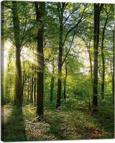 Vászonkép Nap Erdő Fák Fénysugarak 40x50 cm