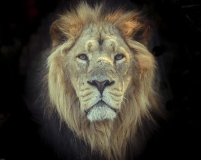 Poszter 76x60,5cm Oroszlánfej, Assaf Frank