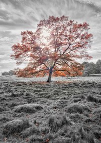 Poszter 21x29,7cm Egy fa az őszben, Assaf Frank