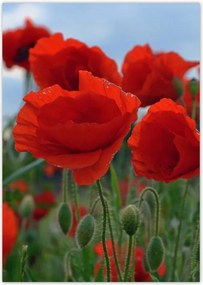 Poszterek A5 Pion Mezei pipacsok az égbolt hátterében