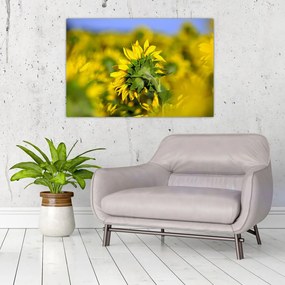 Napraforgó képe (90x60 cm)