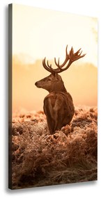Vászonkép Deer napkelte ocv-65543404