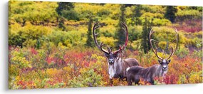 Kép - Caribou, Alaszka (120x50 cm)