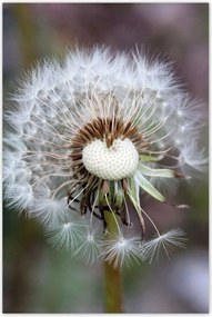 Poszterek 80x120 Pitypang Virág Virágok