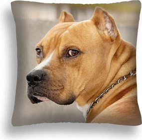 Párna Nagy 50*50 Kutya 13 Pit Bull Nyakörv