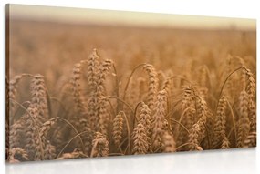 Kép gabona mező