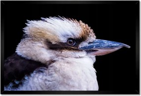 Poszterek keretben 60x40 Kukabura kacagó madár