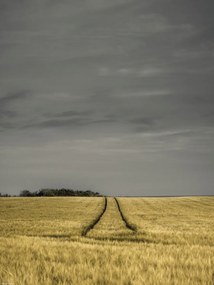 Poszter 30x40cm Búzamező, Assaf Frank