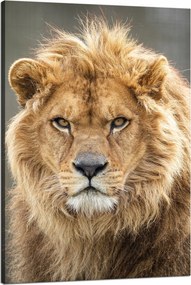 Vászonkép Vad oroszlán portré Sörény Állat 80x120 cm