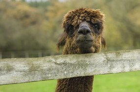 Poszter 86,4x56,8cm Közelkép az Alpokról, Assaf Frank