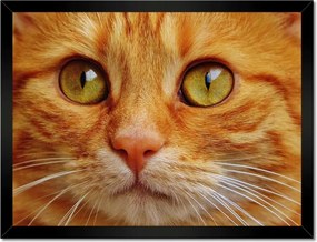 Poszterek keretben 40x30 Cica Cicák