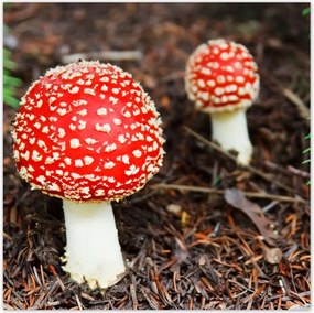 Poszterek 100x100 Legyek Mérgező szépség