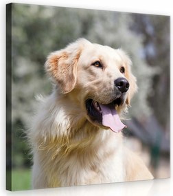 Vászonkép 40x40 Golden Retriever kutya portré közelkép barát öröm