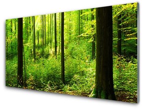 Üvegkép Green Forest Fák Természet 100x50 cm