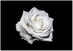Poszterek 100x70 Rózsa Virág Virágok Rózsa