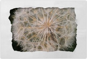 Poszterek 90x60 Pitypang Virág Virágok