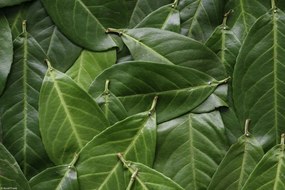 Poszter 30x20cm Zöld levelek, Assaf Frank