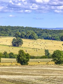 Poszter 60x80cm Szénaláb a mezőkön, Assaf Frank