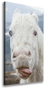 Vászonkép Őrült fehér ló ocv-80296116