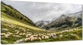 Vászonkép 115x55 Juh legeltetés Bárányok