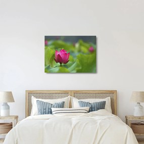 Kép - vízi növény (üvegen) (70x50 cm)