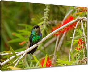 Vászonkép 70x50 Madarak