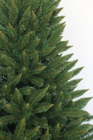 Karácsonyfa Kaukázusi Lucfenyő 240cm Premium