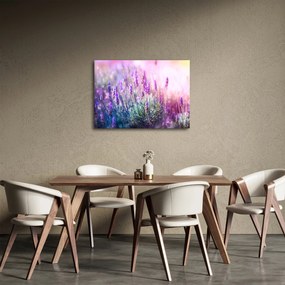 Kép - Levendula a csillogó napban (70x50 cm)