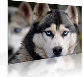 Husky kutya kép (üvegen) (70x50 cm)