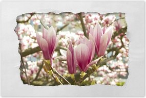 Poszterek 90x60 Magnólia