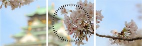 Kép - Sakura (órával) (90x30 cm)