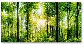 Akril üveg kép Forest a nap oah-82972458
