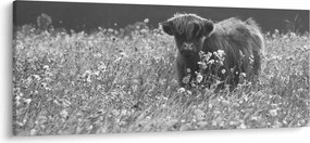 Kép - Skót tehén 5, fekete-fehér (120x50 cm)