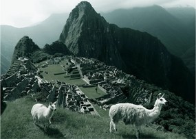 Kép - Lámák a perui Machu Picchunál (70x50 cm)