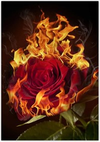 Poszterek 70x100 Vörös lángoló rózsa