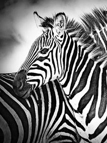 Zebra fotótapéta zebra fotótapéta 206 x 275