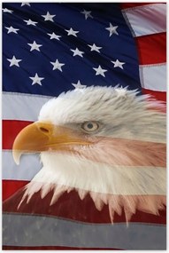 Poszterek 80x120 Freedom from Usa