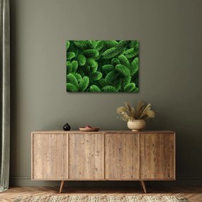 Kép - Tűlevelű gallyak (70x50 cm)