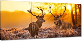 Képek 210x100 Szarvasok a hajnalban