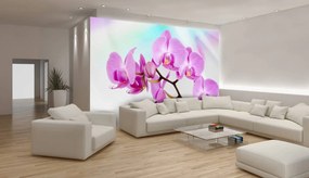 Fotótapéta - Orchidea (152,5x104 cm)